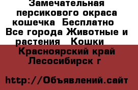 Замечательная персикового окраса кошечка. Бесплатно - Все города Животные и растения » Кошки   . Красноярский край,Лесосибирск г.